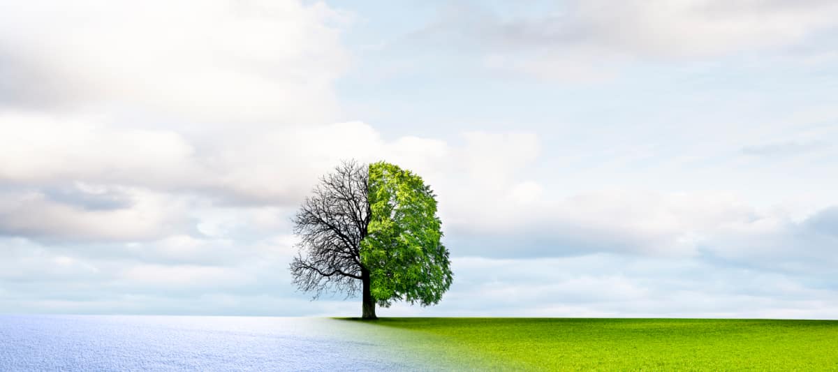 Image of tree illustrating climate change
